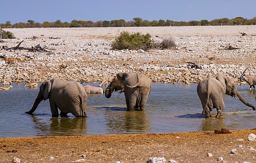 Okaukuejo Wasserloch in Etosha, Namibia