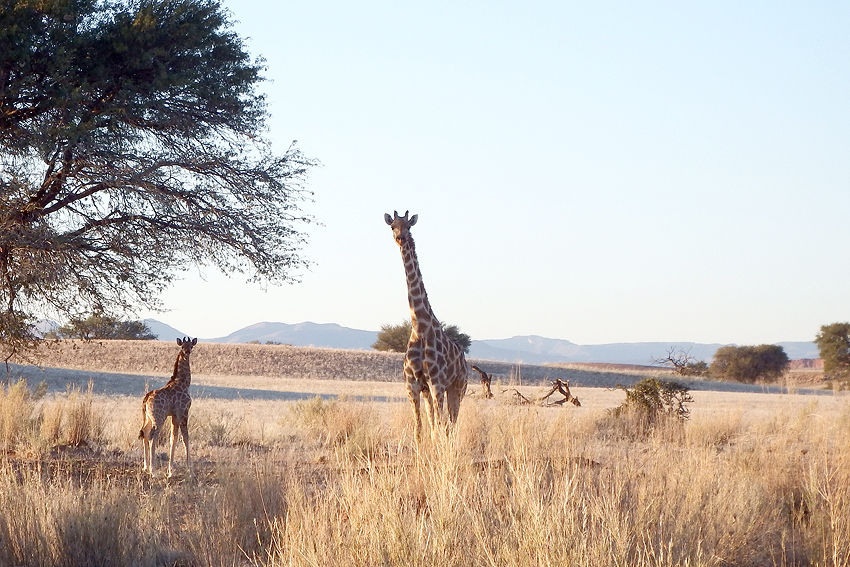 Giraffe Gondwana Namib Namibia NamibiaFocus