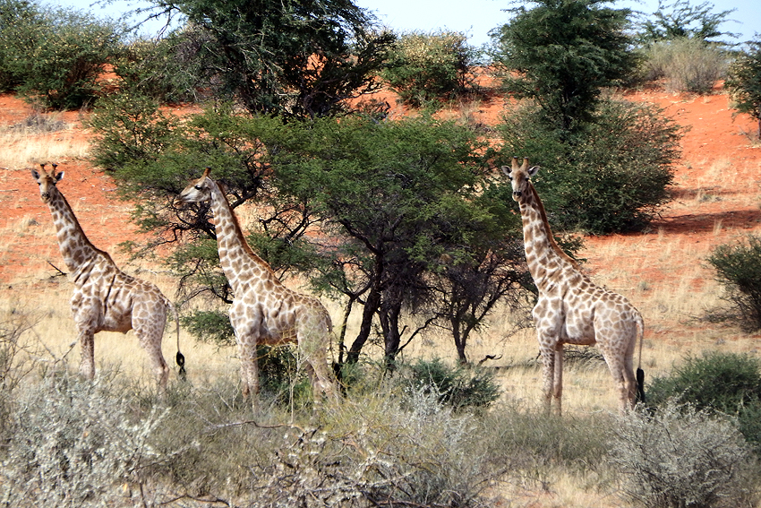 Giraffe Gondwana Kalahari Namibia NamibiaFocus
