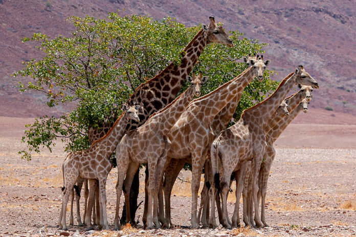 Angola-Giraffe Nordwesten GCF Namibia NamibiaFocus