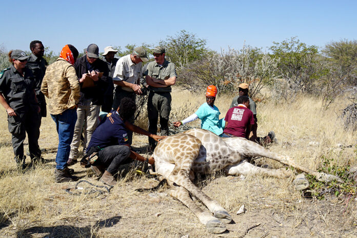 Veterinäre Giraffe GPS-Sender Praxiskurs Etosha Heights GCF Namibia NamibiaFocus
