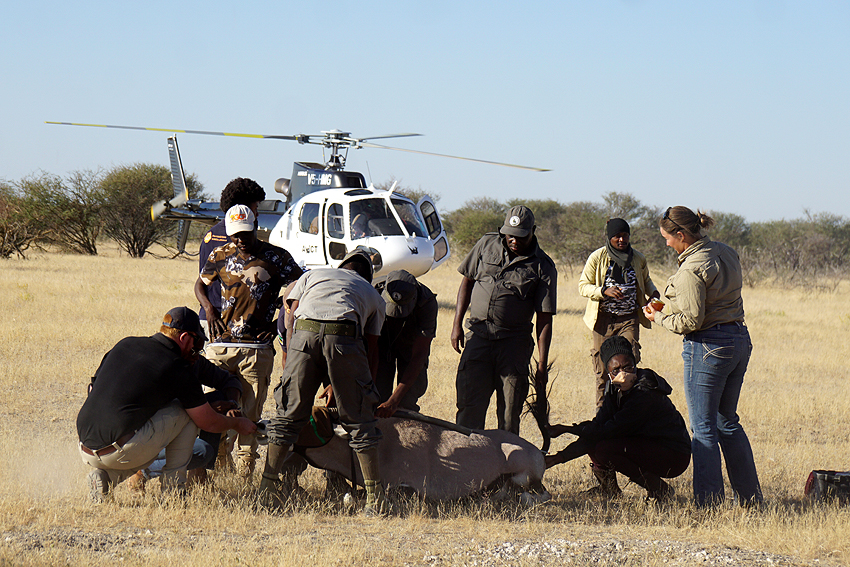Veterinäre Oryx Betäubung Hubschrauber AWCT GPS-Sender Praxiskurs Etosha Heights GCF Namibia NamibiaFocus