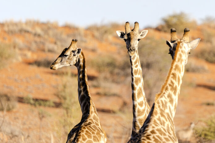 Giraffe Wildzählung Gondwana Kalahari Namibia NamibiaFocus