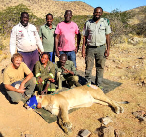 Betäubte Löwin, Namibia
