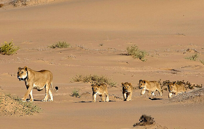 Wüstenlöwin mit Jungen, Namibia
