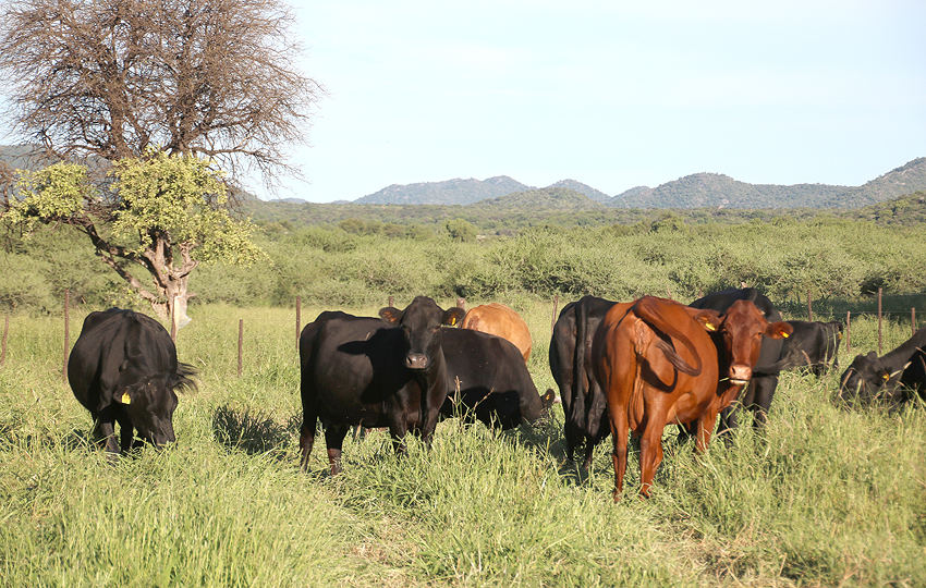 Rinder freilaufend Hartlief Namibia NamibiaFocus