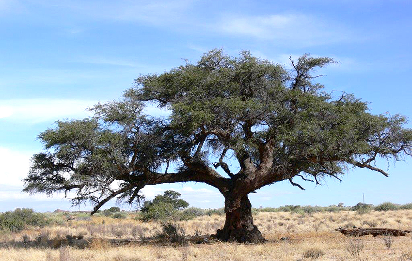 Kameldornbaum Acacia erioloba Tree Legend Canyon Lodge Gondwana Canyon Park Namibia NamibiaFocus