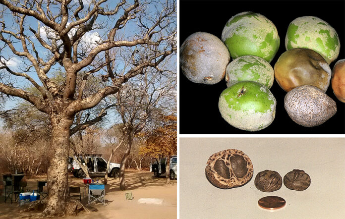 Manketti Baum Frucht Nuss Schinziophyton rautanenii Namibia NamibiaFocus
