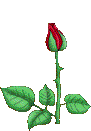 00Rose-Sehrgut.gif